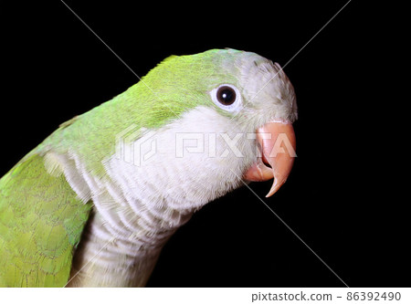 Quaker Parrot close up on Black Background 86392490