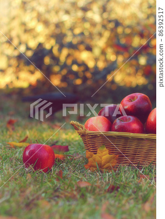 Basket of Red Apples outdoors in Autumn with crow in background 86392517
