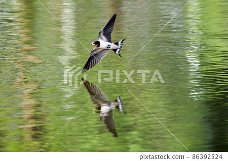 Wild bird swallow 86392524