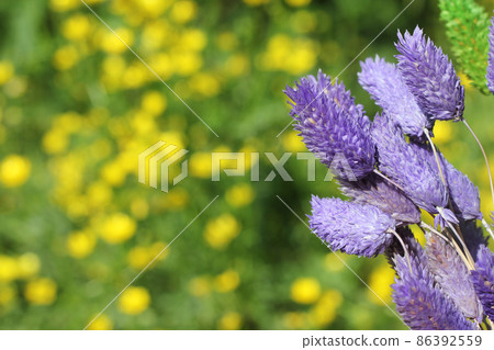 Dried Flowers with Blurred Yellow Flowers in Background 86392559