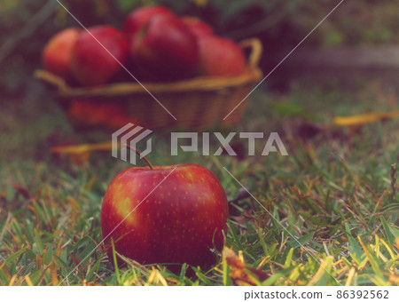 Basket of Red Apples outdoors in Autumn Basket of Red Apples outdoors in Autumn 86392562