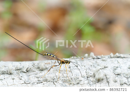 A type of onagabachi (female) 86392721