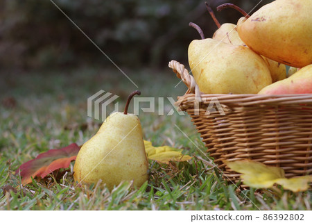 Pears in Wicker Basket Outdoors in Autumn 86392802
