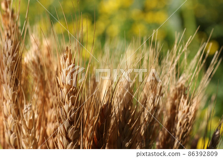 Dry Wheat Stalks With Blurred Yellow Canola Field in Background 86392809