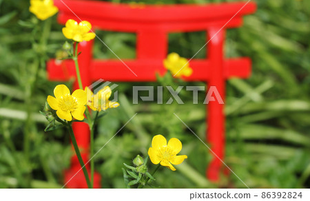 Yellow Flowers With Miniature Shinto Shrine Torii Gate Yellow Flowers With Miniature Shinto Shrine Torii Gate 86392824