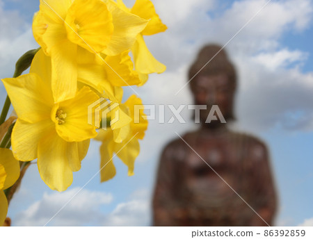 Yellow Daffodils With Buddha Statue in Background 86392859