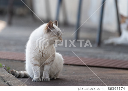 Sitting cat Sitting cat 86393174