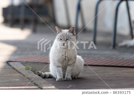 Sitting cat Sitting cat 86393175