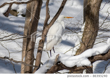 白鷺_白鷺_白鷺_白鷺 86393240