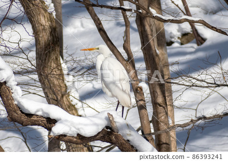 Egret_Shirasagi_Hakuro_egret 86393241