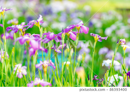 Iris flower [Nagano Prefecture] 86393400