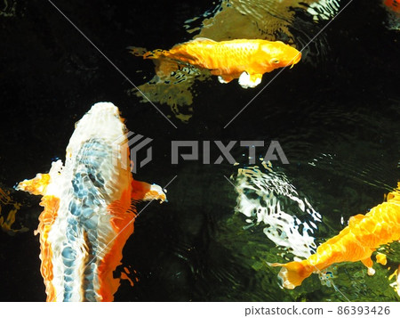 錦鯉在泉水池中游泳 錦鯉在泉水池中游泳 86393426