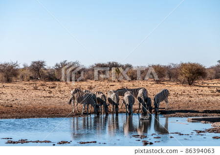 A group of Zebras in Etosha A group of Zebras in Etosha 86394063