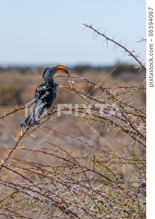 A yellow-billed hornbill sitting on a Branch A yellow-billed hornbill sitting on a Branch 86394067