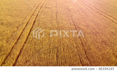 Flying over field of yellow ripe wheat. Natural background. Flying over field of yellow ripe wheat. Natural background. 86394285