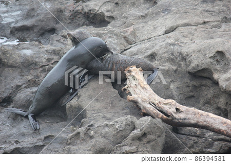 海豹新西蘭 86394581