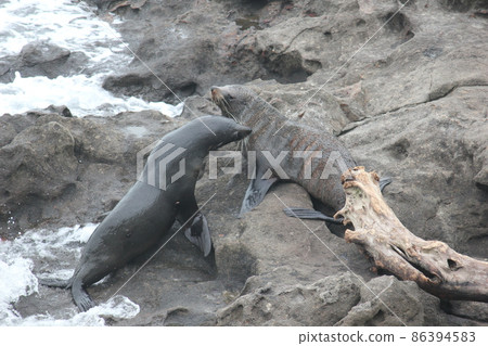Seal New Zealand 86394583