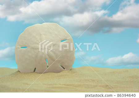 Sand Dollar on Beach With Blue Sky Background Sand Dollar on Beach With Blue Sky Background 86394640