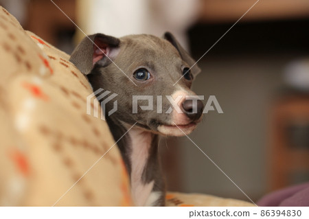 一隻寵物小狗（意大利灰狗）在室內放鬆的特寫鏡頭 86394830