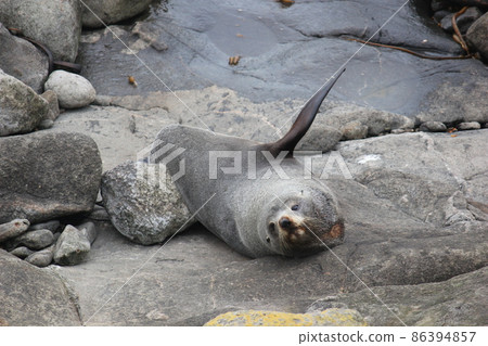 海豹新西蘭 86394857