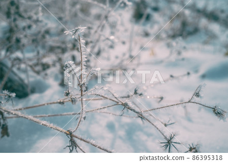 Kosendangusa wearing hoarfrost [Azumino in winter] 86395318