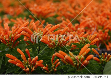 Kaenkazura, a tropical flower that turns orange all over 86395931