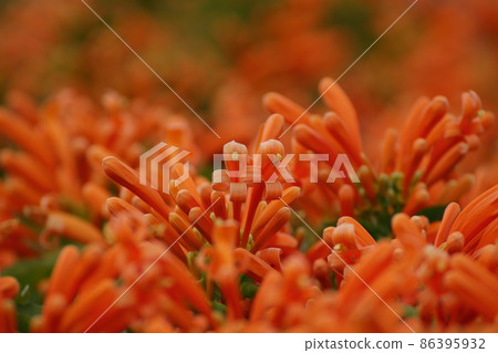 Kaenkazura, a tropical flower that turns orange all over 86395932