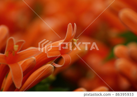 Kaenkazura, a tropical flower that turns orange all over 86395933