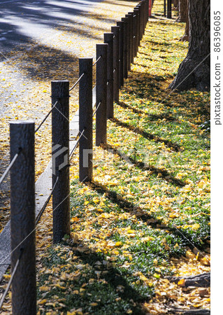 Morning scenery of row of ginkgo trees 86396085
