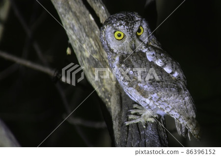 Konohazuku，一隻小而可愛的貓頭鷹，作為夏季鳥類來到日本 86396152