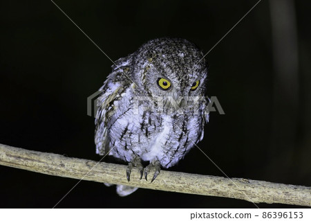 Konohazuku，一隻小而可愛的貓頭鷹，作為夏季鳥類來到日本 86396153