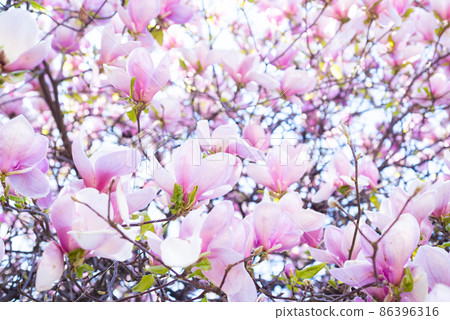 pink flowers of blooming magnolia tree in spring. macro and copy space 86396316