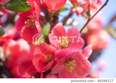 red flowers of blooming sakura tree in spring 86396317