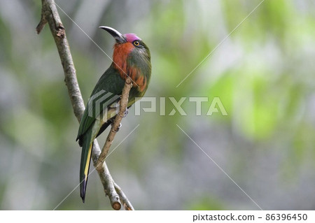 Bird Nodaka Hachikui with beautiful red, pink and green seen from Thailand in Southeast Asia to Malaysia 86396450