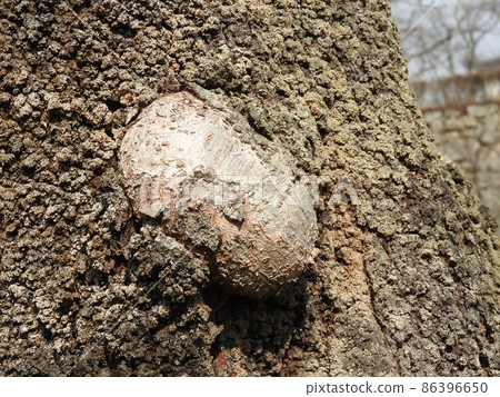 A bump on the trunk of a cherry blossom A bump on the trunk of a cherry blossom 86396650