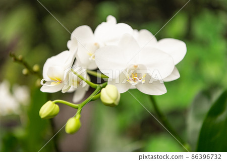 white flowers of blooming orchid in spring white flowers of blooming orchid in spring 86396732