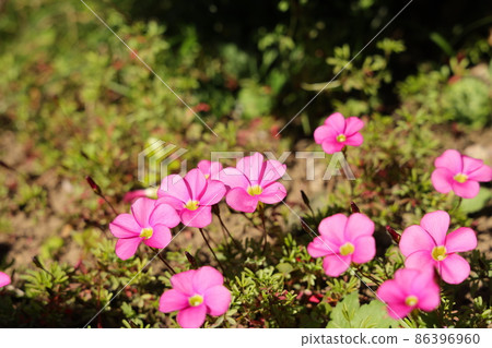 Pink Oxalis Flower Pink Oxalis Flower 86396960