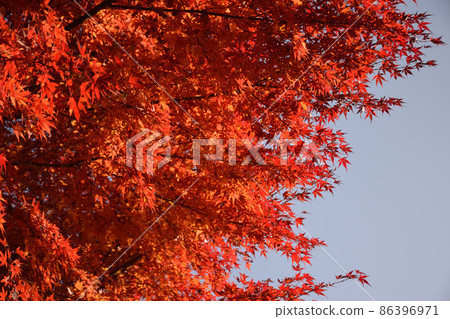 Blue skies and bright red autumn leaves Blue skies and bright red autumn leaves 86396971