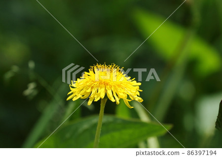 Dandelion dandelion dandelion 86397194