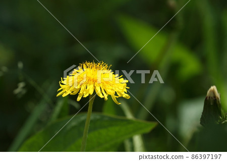 蒲公英蒲公英蒲公英 86397197