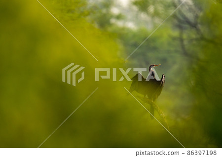 Oriental darter or Indian darter in different perspective green trees were used for foreground for creative fine art at keoladeo national park or bird sanctuary bharatpur india - Anhinga melanogaster 86397198