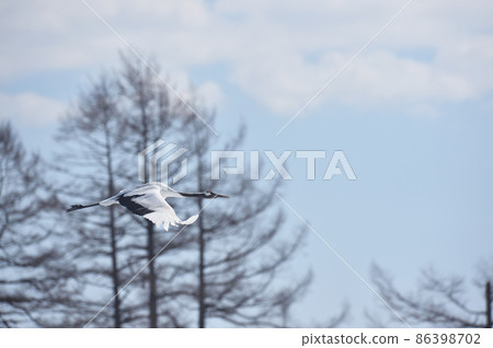 藍天下飛翔的丹頂鶴（北海道鶴居） 86398702