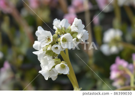 Bergenia Bressingham White Bergenia Bressingham White 86399030