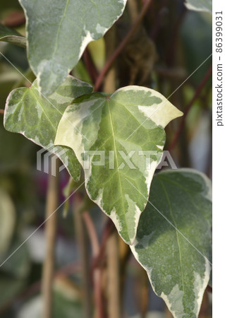 Algerian ivy Glorie de Marengo Algerian ivy Glorie de Marengo 86399031