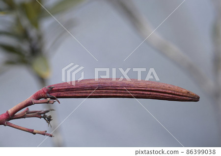 Common oleander 86399038