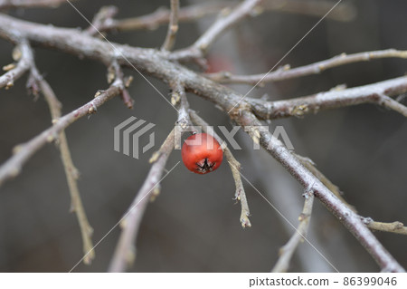 Bearberry cotoneaster Bearberry cotoneaster 86399046