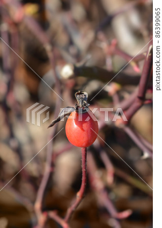 Rose Rouge Meillandecor Meineble rosehip 86399065