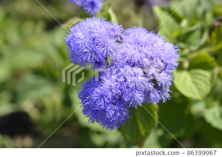 Floss Flower Blue Ball 86399067