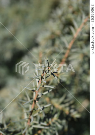 Irish Yew Irish Yew 86399068