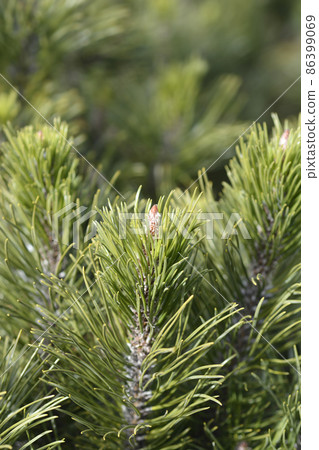 Dwarf mountain pine Mughus 86399069